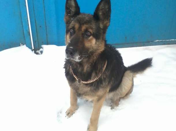 Пропала собака!!!, фотография 1