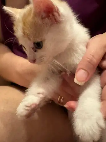 Отдам котят в хорошие руки, фотография 14