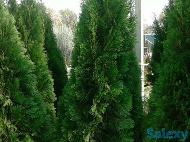 Саженцы -Туя 0,8 - 1 м, фотография 3