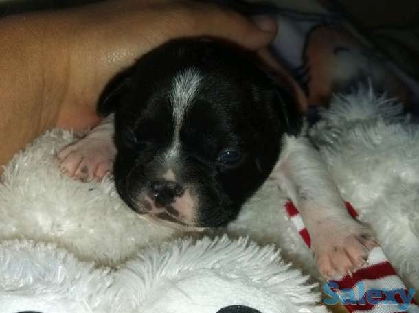 Французский бульдог, фотография 2