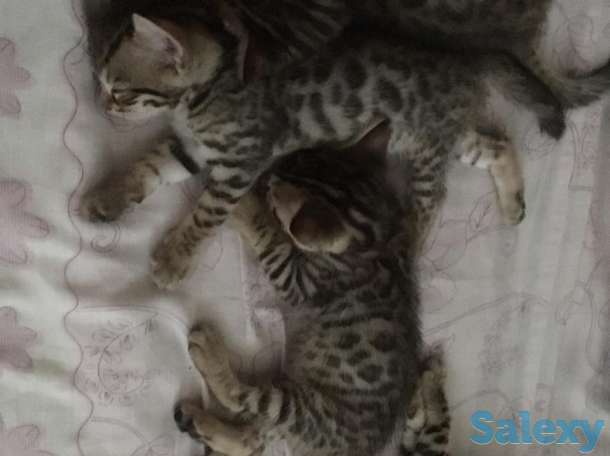 Бенгальские котята, мальчики, фотография 2
