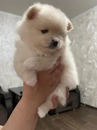 Щенки шпица, фотография 1