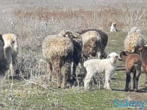 50 соток КХ Кошмамбет, фотография 10