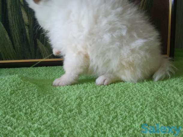 Продам мальчишек шпицов, фотография 5