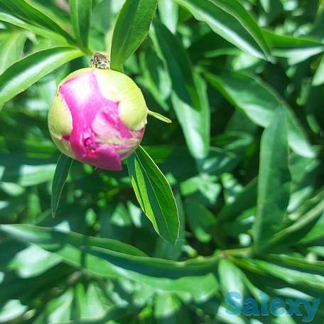 Пионы букеты Пионы с сада, фотография 6