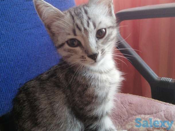 Отдам котенка в хорошие руки, фотография 1