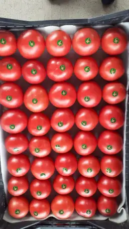 Продаю зелёные бобы Маш, фотография 3