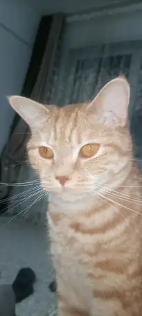 Продам кота, фотография 2