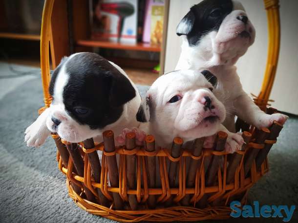 Продам щенков французского бульдога, фотография 1