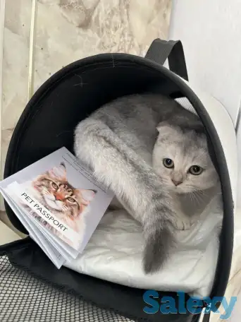 Скоттиш фолд котенок, фотография 1