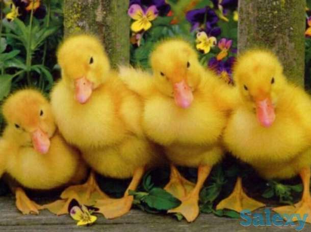 Птица оптом..., фотография 3