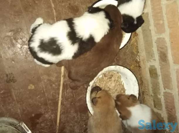 Щенки ищут дом!!!, фотография 1