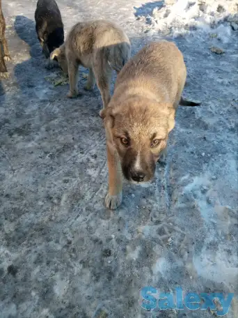 Помоги найти приют для щенят, фотография 4