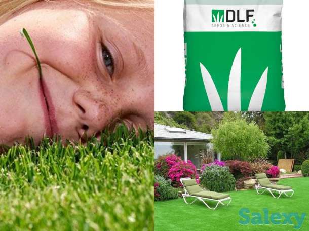 Семена Кокшетау, фотография 12