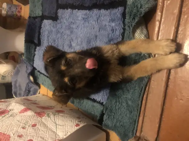 Отдадим щенка в хорошие руки, фотография 1