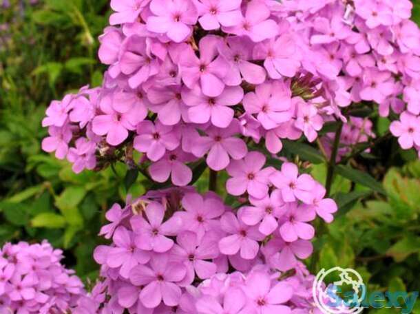 Флокс метельчатый Хесперис, фотография 1