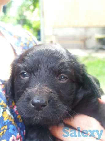 Отдам щенят, фотография 7