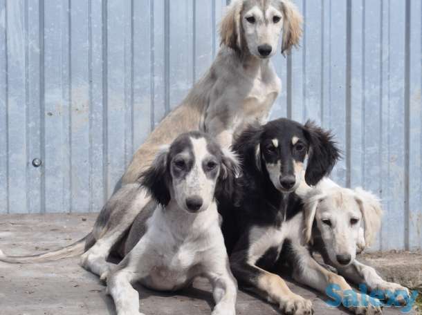 Тазы и салюки щенки питомник Кронверский, фотография 1
