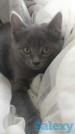 Отдам котят в заботливые руки, фотография 5