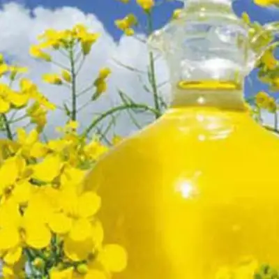 Рапсовое рафинированное дезодорированное масло от производителя, фотография 5