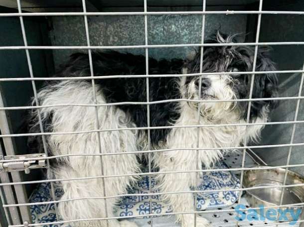 Пёс в добрые и любящие руки, фотография 1