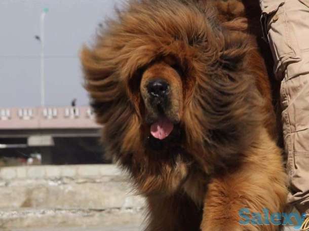 Щенки тибетского мастифа, фотография 1