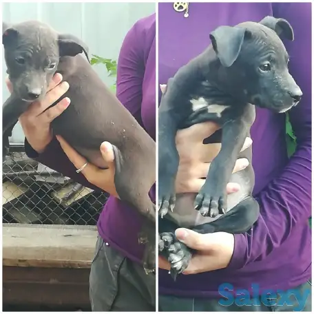 Стаффордширский терьер щенки продам, фотография 3