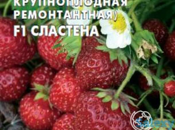 Семена Клубника Сластена F1, фотография 1