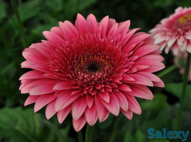 Продаю саженцы герберы, фотография 5