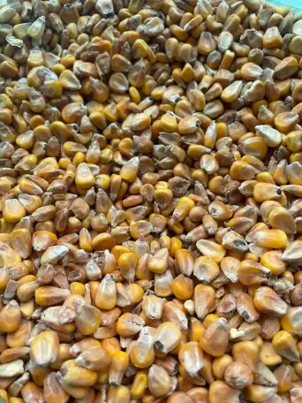 Кукуруза, фотография 3