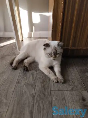 Продаются котята. Шотландская вислоухая., фотография 1