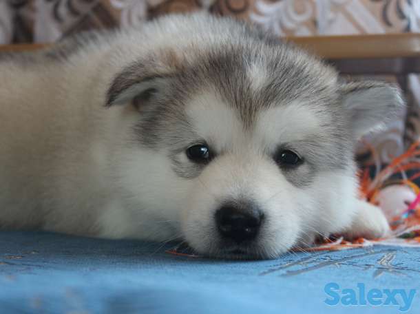 Щенки Аляскинского маламута, фотография 3