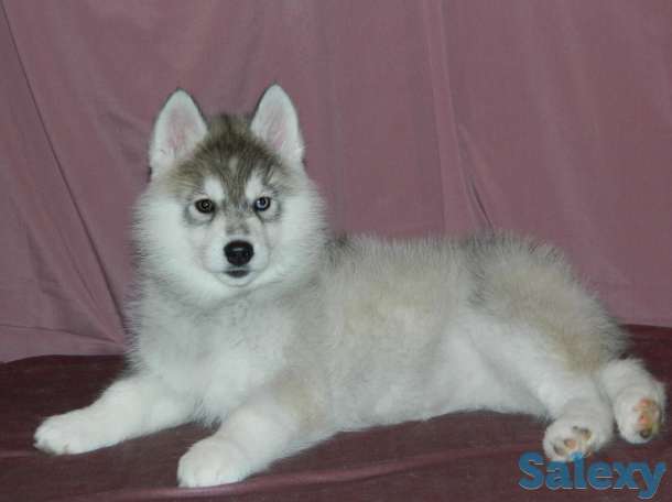 Породные щенки хаски, фотография 5
