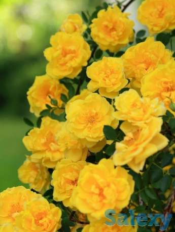 Саженец розы плетистой 