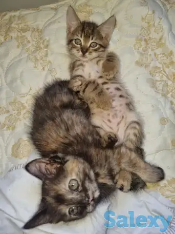 Отдам котят в хорошие руки, фотография 2