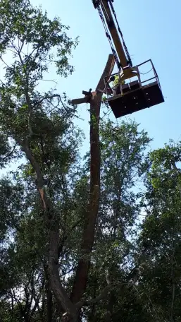Спил сруб деревьев, фотография 4