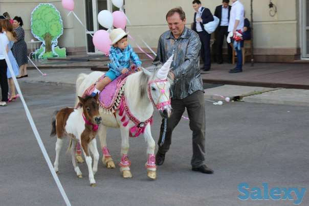 конный прокат лошади, пони, фотография 3