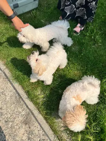 Щенки Бишон фризе, фотография 6