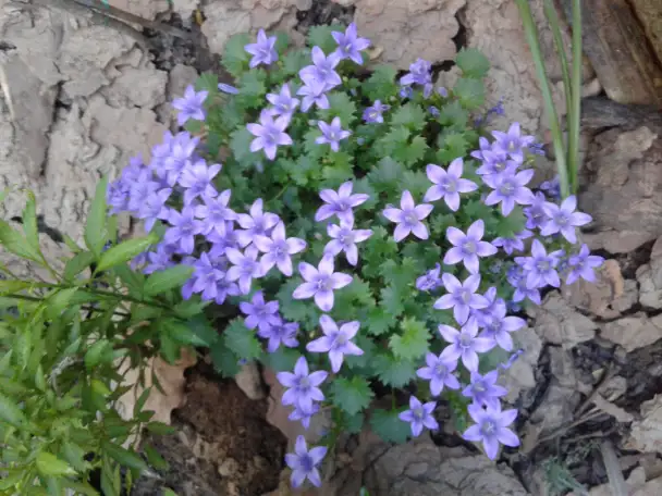 Садовые деревья цветущие и ягодные кустарники цветы многолетки, фотография 7