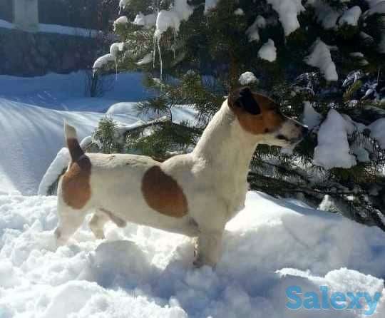 Джек Рассел терьер, фотография 1