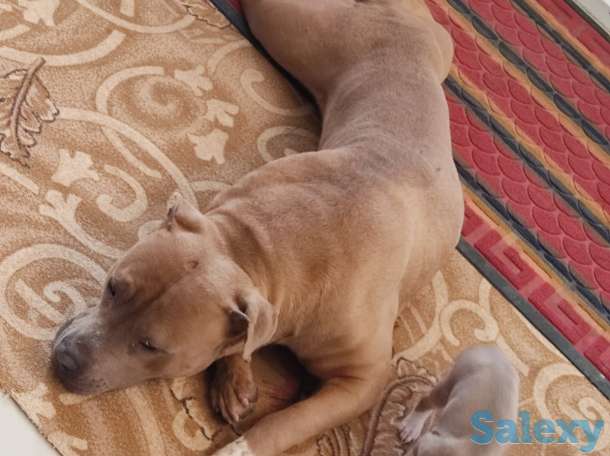 Стаффордширский терьер (стаффорд), фотография 9