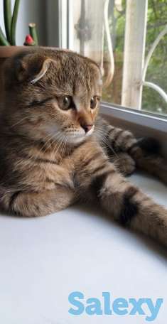 продам веслоуху  5 мес., фотография 3