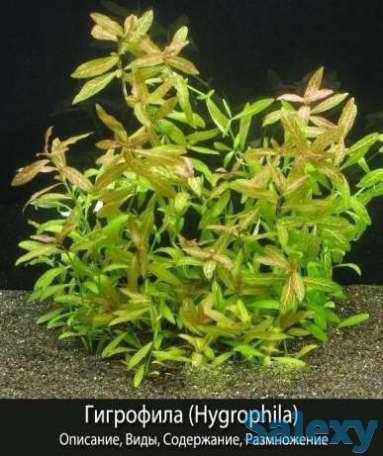 Гигрофила многосеменная, фотография 1