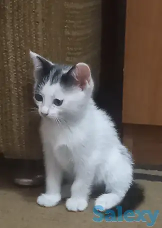 Отдам котят, фотография 1