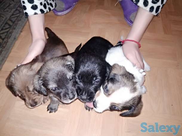 Щенки. 1 месяц. Мать: коккер-спаниель., фотография 1