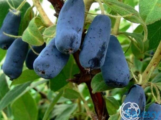 Жимолость Труженица, фотография 1