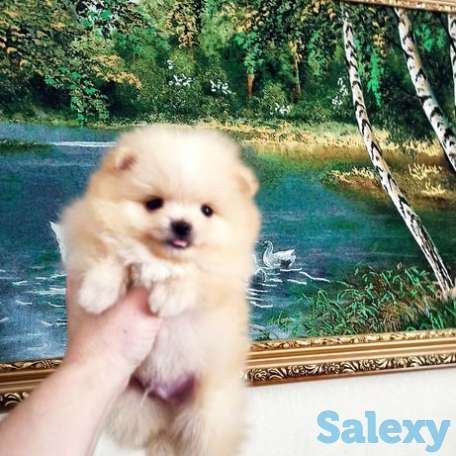 Красивый Померанский мини мальчик, фотография 1