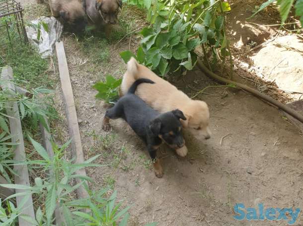 Отдам щенков в добрые руки!, фотография 2