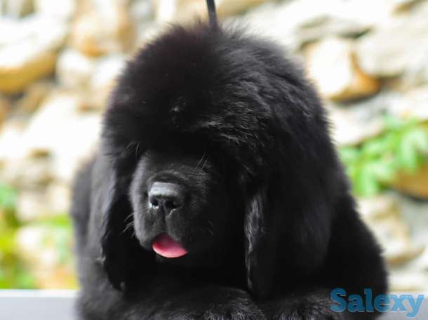 Щенок ньюфаундленда, фотография 7