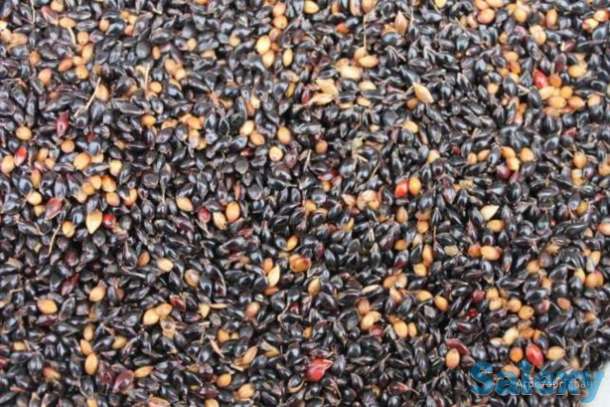 Семена суданки, суданская трава, Кинельская 100, Изумрудная, фотография 1